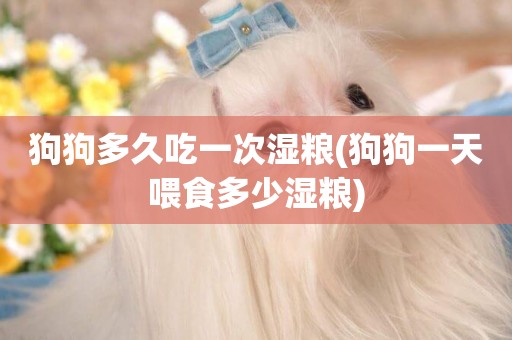 狗狗多久吃一次濕糧(狗狗一天喂食多少濕糧)
