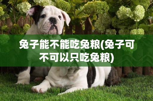 兔子能不能吃兔糧(兔子可不可以只吃兔糧)