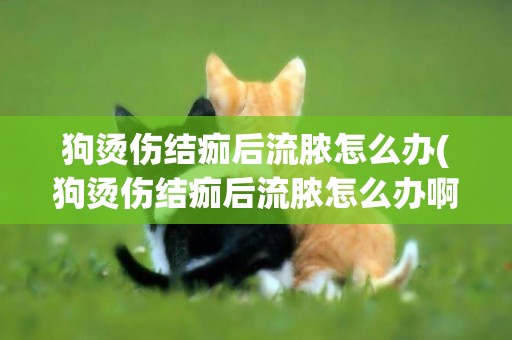 狗燙傷結痂后流膿怎么辦(狗燙傷結痂后流膿怎么辦啊)