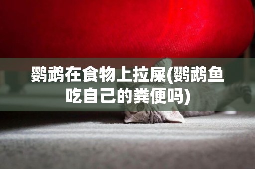 鸚鵡在食物上拉屎(鸚鵡魚吃自己的糞便嗎)
