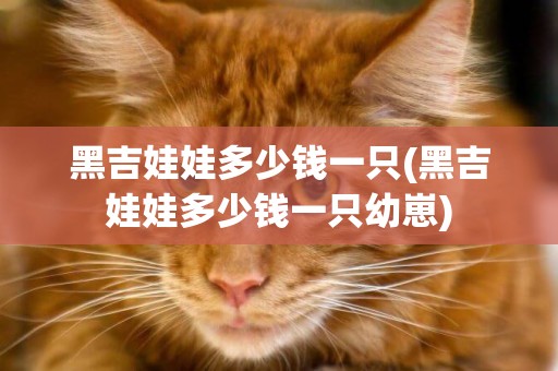 黑吉娃娃多少錢一只(黑吉娃娃多少錢一只幼崽)