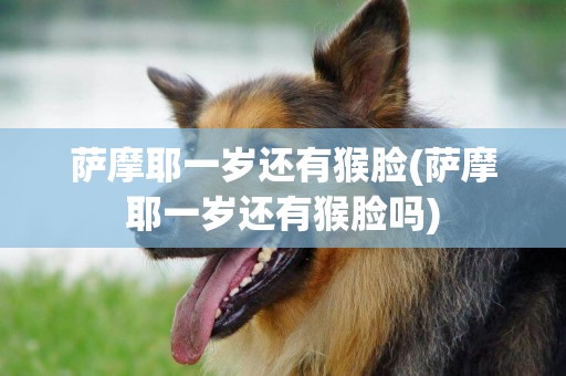 薩摩耶一歲還有猴臉(薩摩耶一歲還有猴臉嗎)