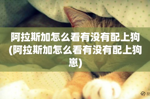 阿拉斯加怎么看有沒有配上狗(阿拉斯加怎么看有沒有配上狗崽)