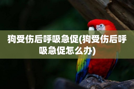 狗受傷后呼吸急促(狗受傷后呼吸急促怎么辦)