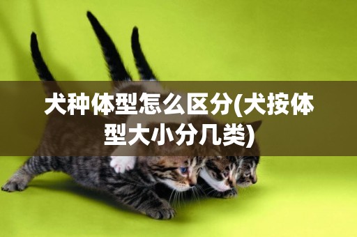 犬種體型怎么區分(犬按體型大小分幾類)