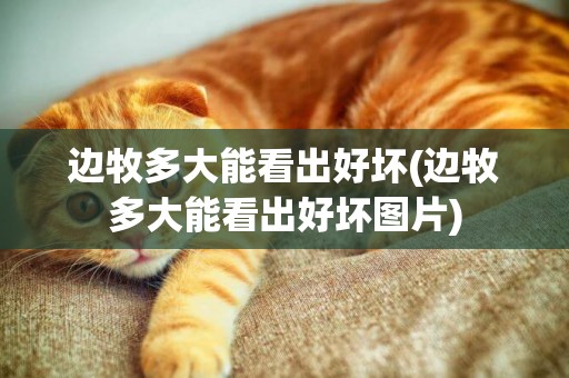 邊牧多大能看出好壞(邊牧多大能看出好壞圖片)