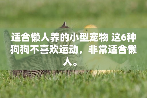 適合懶人養的小型寵物 這6種狗狗不喜歡運動，非常適合懶人。 