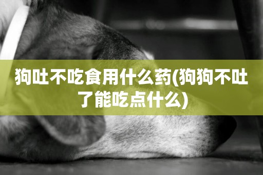 狗吐不吃食用什么藥(狗狗不吐了能吃點什么)
