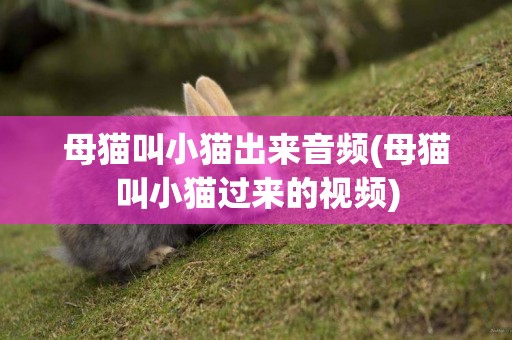 母貓叫小貓出來音頻(母貓叫小貓過來的視頻)