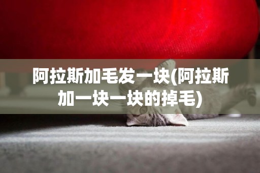 阿拉斯加毛發一塊(阿拉斯加一塊一塊的掉毛)
