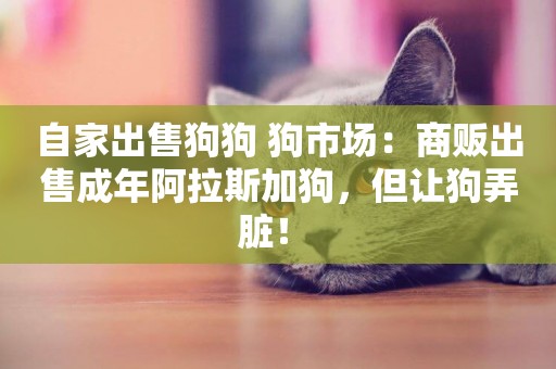 自家出售狗狗 狗市場：商販出售成年阿拉斯加狗，但讓狗弄臟！ 
