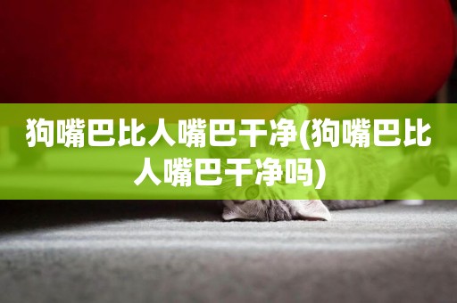 狗嘴巴比人嘴巴干凈(狗嘴巴比人嘴巴干凈嗎)