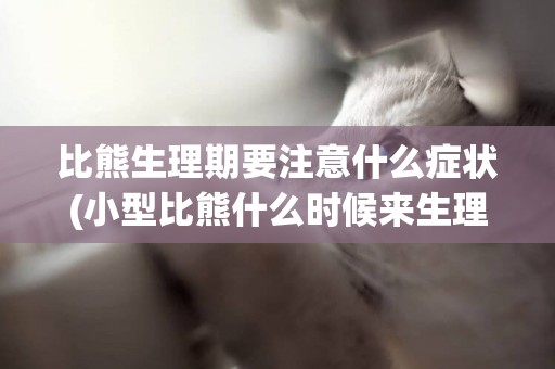比熊生理期要注意什么癥狀(小型比熊什么時候來生理期啊)