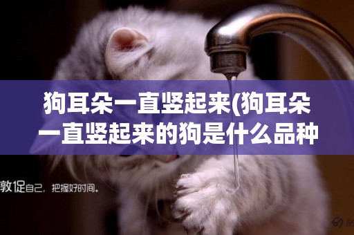 狗耳朵一直豎起來(狗耳朵一直豎起來的狗是什么品種)