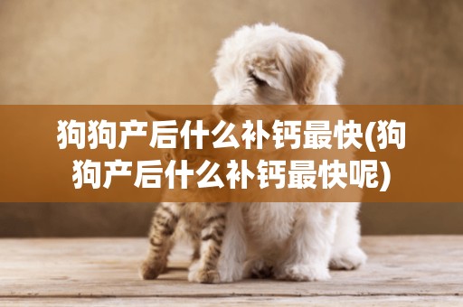 狗狗產后什么補鈣最快(狗狗產后什么補鈣最快呢)