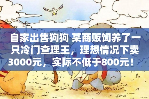 自家出售狗狗 某商販飼養了一只冷門查理王，理想情況下賣3000元，實際不低于800元！ 