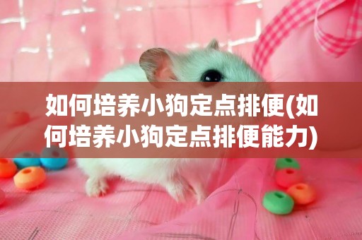 如何培養小狗定點排便(如何培養小狗定點排便能力)
