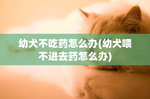 幼犬不吃藥怎么辦(幼犬喂不進去藥怎么辦)