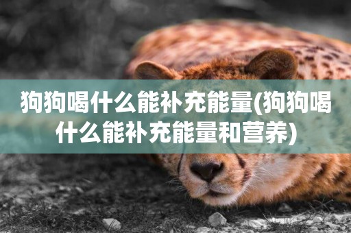 狗狗喝什么能補充能量(狗狗喝什么能補充能量和營養)