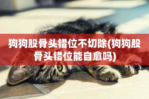 狗狗股骨頭錯位不切除(狗狗股骨頭錯位能自愈嗎)