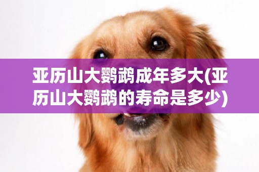 亞歷山大鸚鵡成年多大(亞歷山大鸚鵡的壽命是多少)