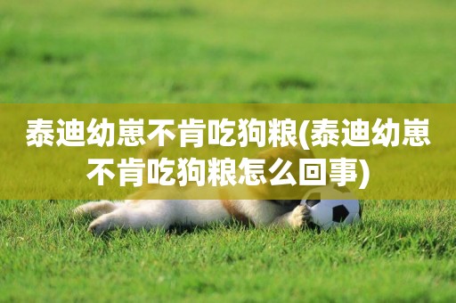 泰迪幼崽不肯吃狗糧(泰迪幼崽不肯吃狗糧怎么回事)