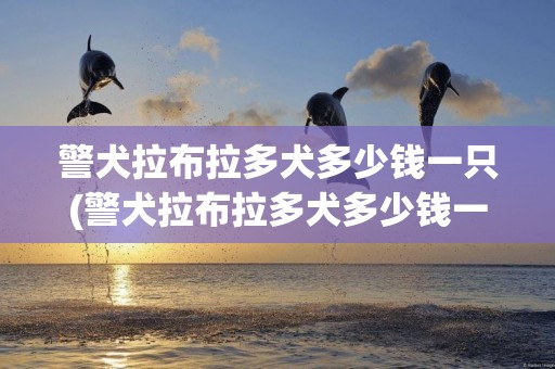 警犬拉布拉多犬多少錢一只(警犬拉布拉多犬多少錢一只幼犬)