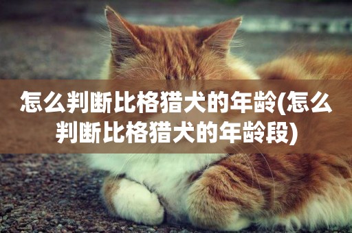 怎么判斷比格獵犬的年齡(怎么判斷比格獵犬的年齡段)