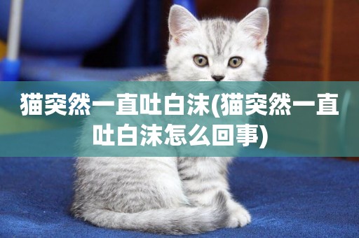貓突然一直吐白沫(貓突然一直吐白沫怎么回事)