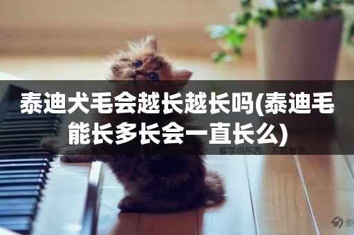 泰迪犬毛會越長越長嗎(泰迪毛能長多長會一直長么)