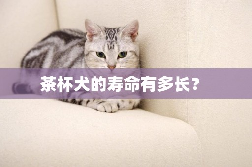 茶杯犬的壽命有多長？ 