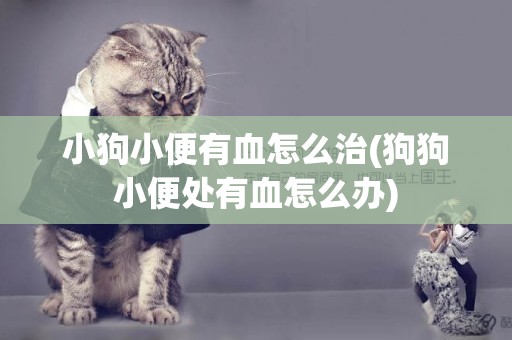 小狗小便有血怎么治(狗狗小便處有血怎么辦)