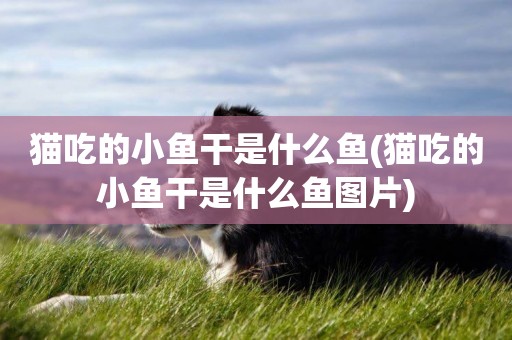 貓吃的小魚干是什么魚(貓吃的小魚干是什么魚圖片)