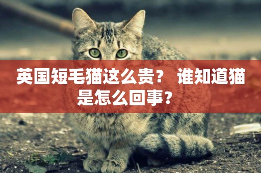 英國短毛貓這么貴？ 誰知道貓是怎么回事？ 