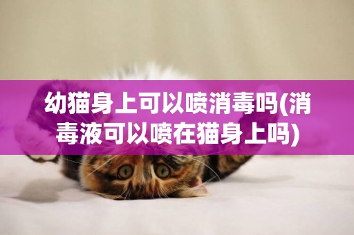 幼貓身上可以噴消毒嗎(消毒液可以噴在貓身上嗎)