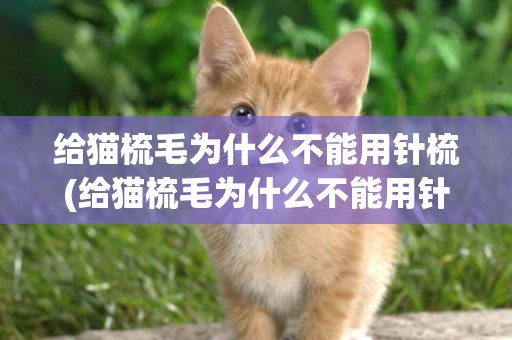 給貓梳毛為什么不能用針梳(給貓梳毛為什么不能用針梳了)