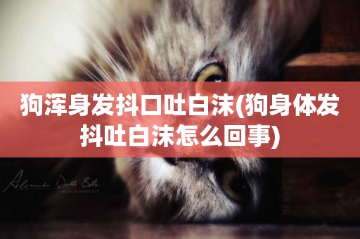 狗渾身發抖口吐白沫(狗身體發抖吐白沫怎么回事)