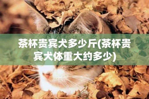 茶杯貴賓犬多少斤(茶杯貴賓犬體重大約多少)