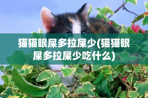 貓貓眼屎多拉屎少(貓貓眼屎多拉屎少吃什么)