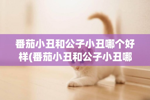 番茄小丑和公子小丑哪個好樣(番茄小丑和公子小丑哪個好樣點)