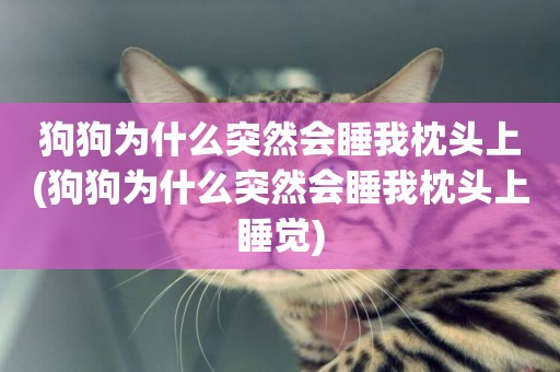狗狗為什么突然會睡我枕頭上(狗狗為什么突然會睡我枕頭上睡覺)
