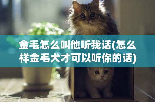 金毛怎么叫他聽我話(怎么樣金毛犬才可以聽你的話)
