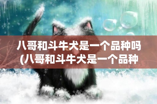 八哥和斗牛犬是一個品種嗎(八哥和斗牛犬是一個品種嗎視頻)