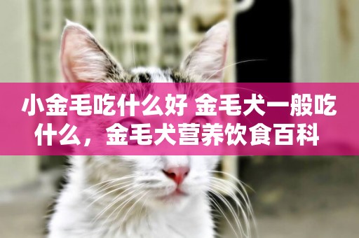 小金毛吃什么好 金毛犬一般吃什么，金毛犬營養飲食百科 