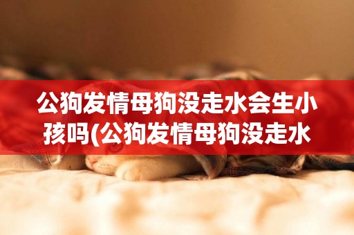 公狗發情母狗沒走水會生小孩嗎(公狗發情母狗沒走水會生小孩嗎視頻)