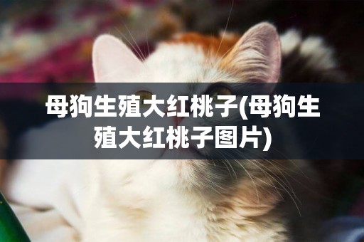 母狗生殖大紅桃子(母狗生殖大紅桃子圖片)