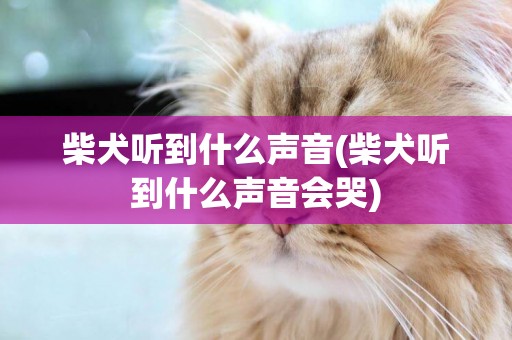 柴犬聽到什么聲音(柴犬聽到什么聲音會哭)