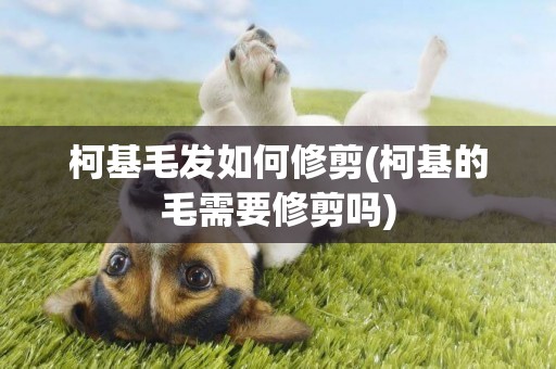 柯基毛發如何修剪(柯基的毛需要修剪嗎)