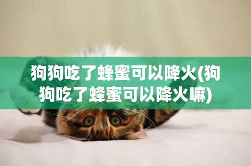 狗狗吃了蜂蜜可以降火(狗狗吃了蜂蜜可以降火嘛)