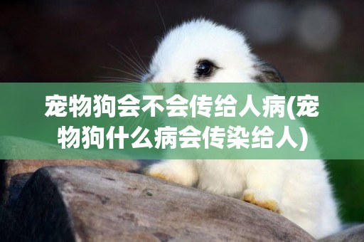 寵物狗會不會傳給人病(寵物狗什么病會傳染給人)